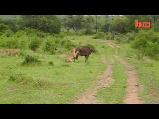 a duel between a lioness and a buffalo